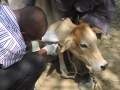 A blood sample is drawn from a cow