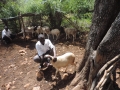 A researcher isolates a sheep to draw a blood sample