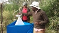 Collecting tsetse flies from traps