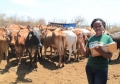 Sampling of cattle blood for DNA-based diagnosis of trypanosomiasis infection