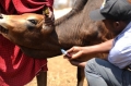 Sampling of cattle blood for DNA-based diagnosis of trypanosomiasis infection